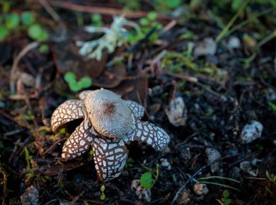 A closeup of Barometer earthstar Fungus on the ground of a forest