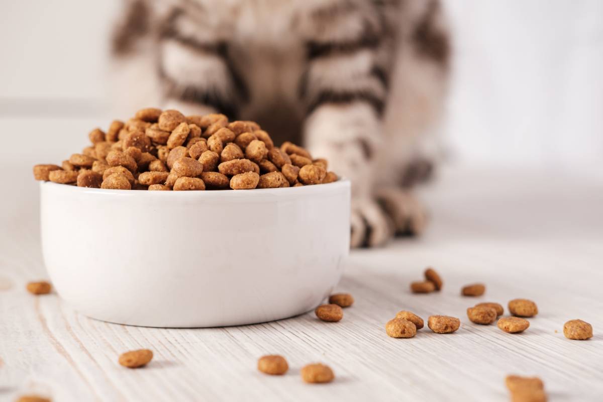 Dry pet food is in a white porcelain bowl and scattered across the floor with a cat sitting in the background.