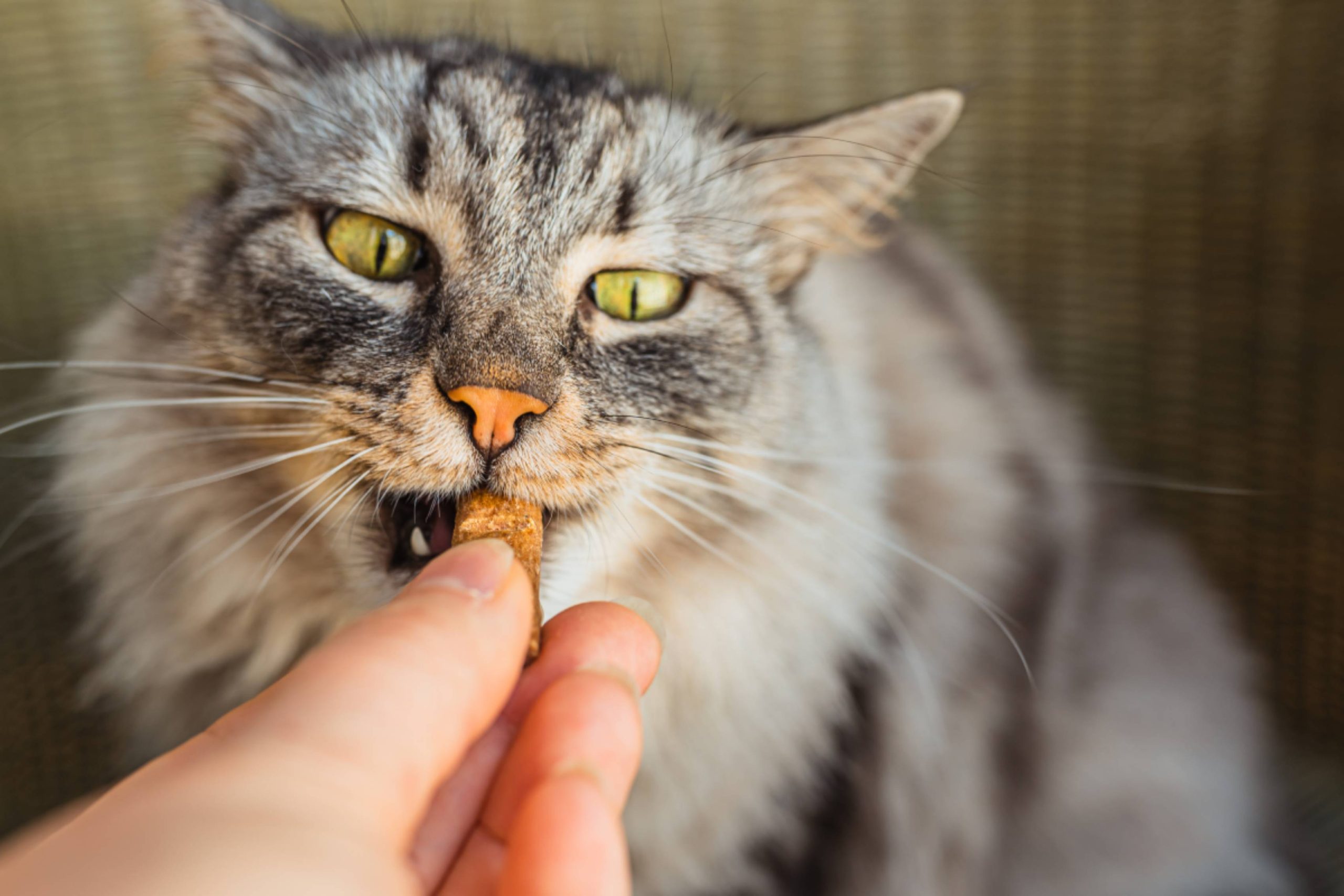gray-domestic-cat-eats-pet-treats-with-vitamin-sup-2025-03-08-01-32-02-utc (1)