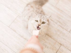 woman-eats-salad-feeds-the-cat-cat-asks-for-food-2025-01-07-23-09-32-utc (1)