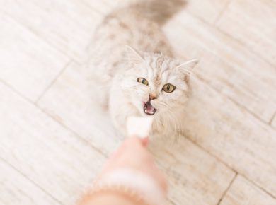 woman-eats-salad-feeds-the-cat-cat-asks-for-food-2025-01-07-23-09-32-utc (1)