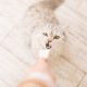 woman-eats-salad-feeds-the-cat-cat-asks-for-food-2025-01-07-23-09-32-utc (1)