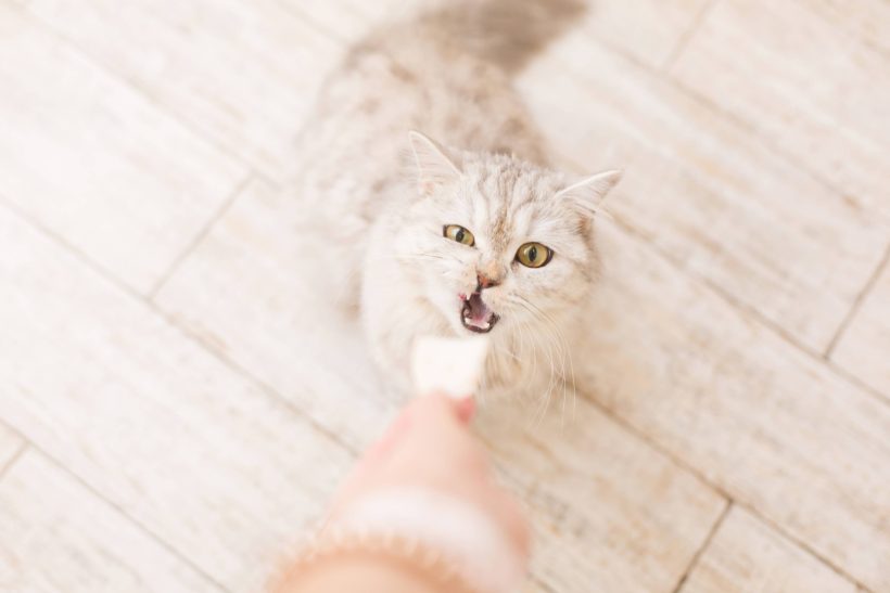 woman-eats-salad-feeds-the-cat-cat-asks-for-food-2025-01-07-23-09-32-utc (1)